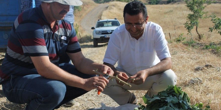 Siirt fıstığı 13 ilde yetişecek