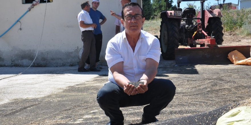 İnegöl’de kanola hasadı başladı