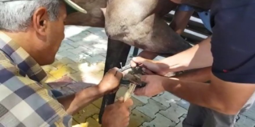 Teknolojiye yenilen meslek nalbantlık