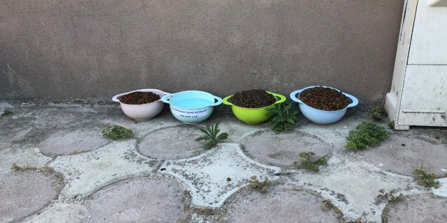 Ülkü Ocakları’ndan "sokak hayvanlarına sahip çıkalım" çağrısı