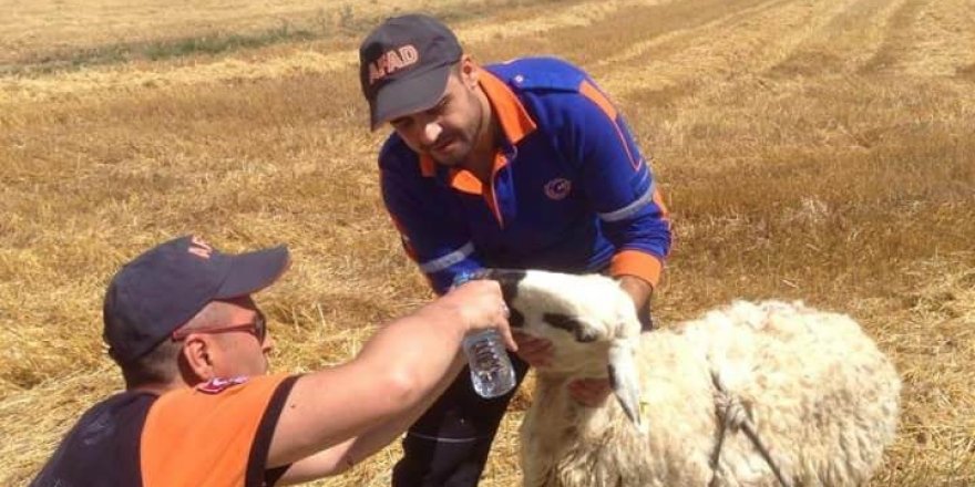Konya'da kayıp çocuk aranırken çukura düşen koyun kurtarıldı