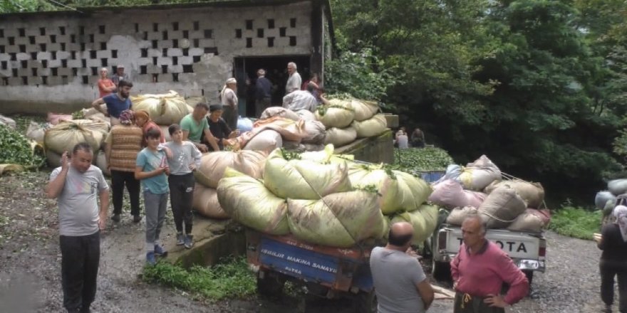 Çaykur Genel Müdür Vekili Alim: "Çayımıza sahip çıkmak zorundayız"