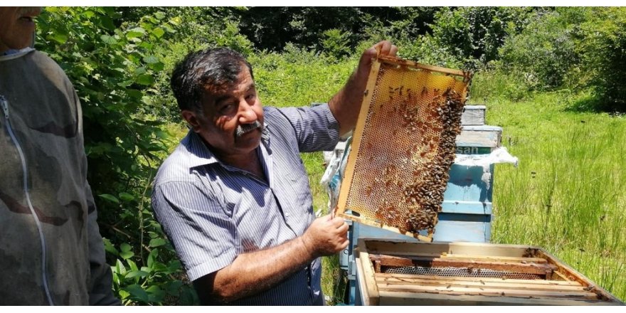 Düzce’de Kestane Balı hasadı başladı