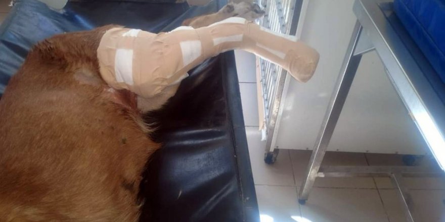 Kamyonun ezdiği köpek için seferber oldular