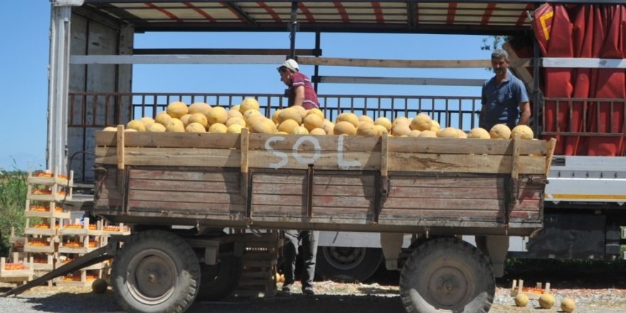 Bafra Ovası’nda kavun hasadına başlandı