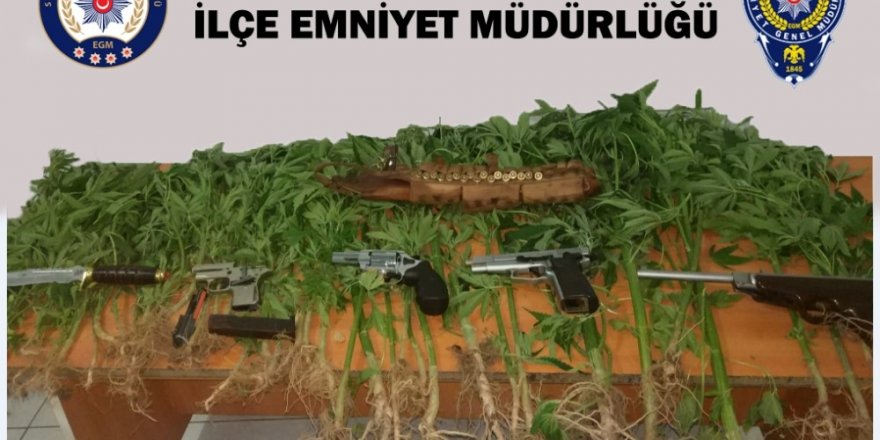Şarkışla’da 59 kök Hint keneviri ele geçirildi