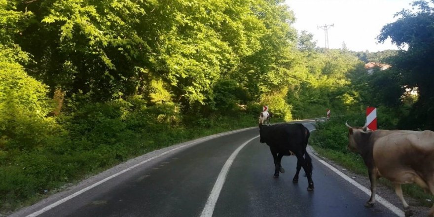 Karayolunda başıboş hayvanlar trafiği tehlikeye düşürüyor