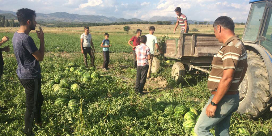 Seydişehir'de karpuz hasatına başlandı