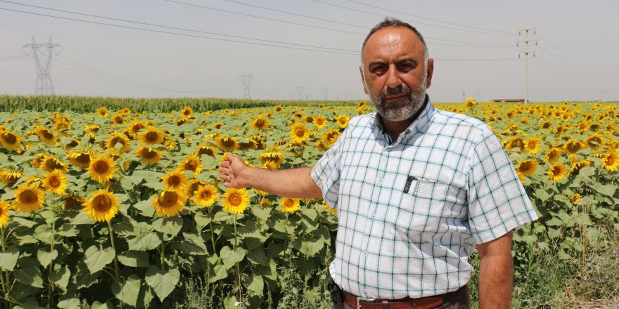 Konya Ovası'nda ayçiçeğinde verimin artması bekleniyor