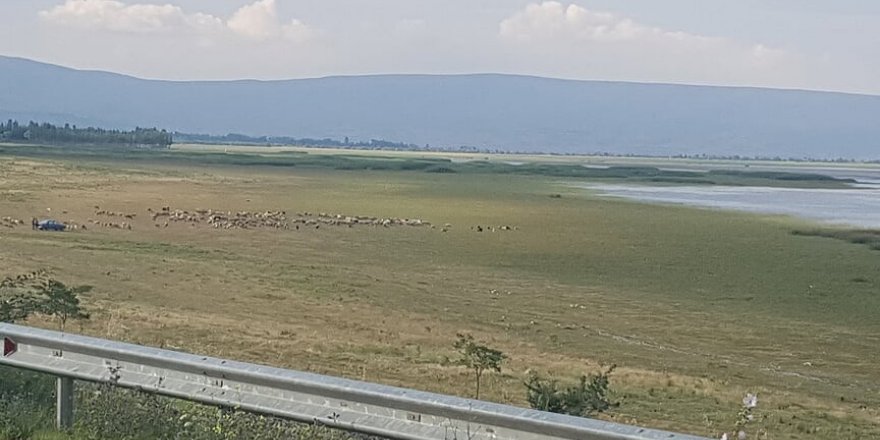 Göl suyu çekildi, yerini koyun sürüleri aldı