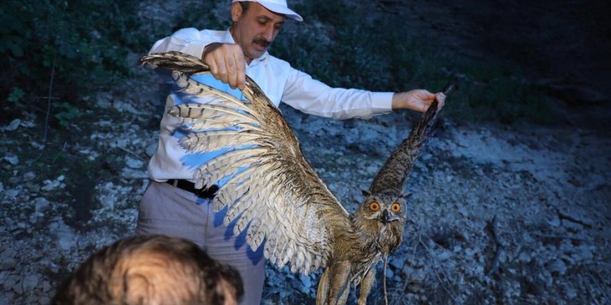 Rektör yaralı baykuşu buldu tedaviye gönderdi