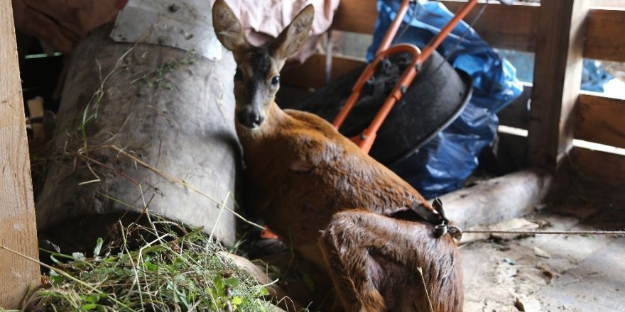 Köpeklerin saldırısına uğrayan karaca tedavi altına alındı