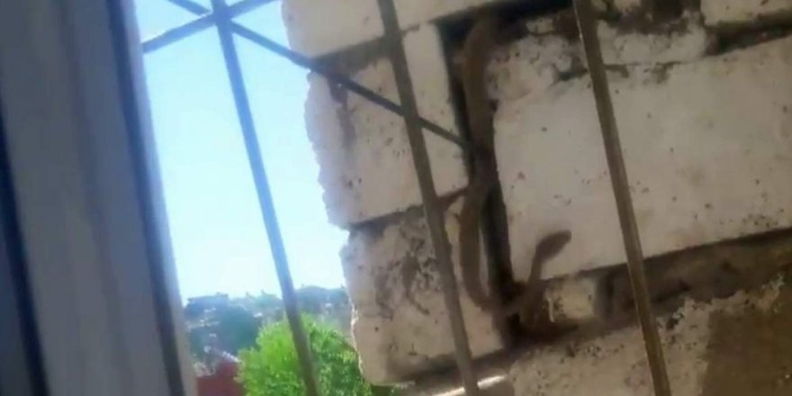 Siirt’te duvara gizlenmiş 2 metrelik yılan korkuttu