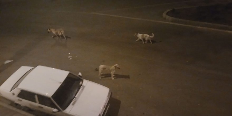 Başıboş köpekler mahalleliyi uyutmuyor