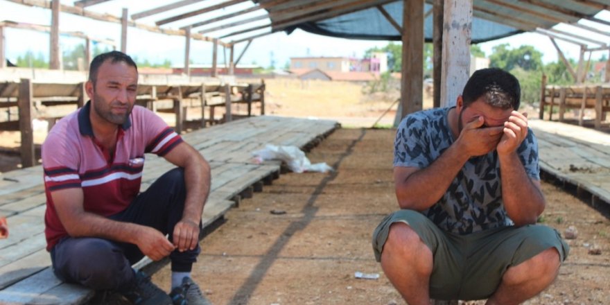 Antalyada kiralık tır şoförünün 25 büyükbaş hayvanla ortadan kaybolduğu iddiası