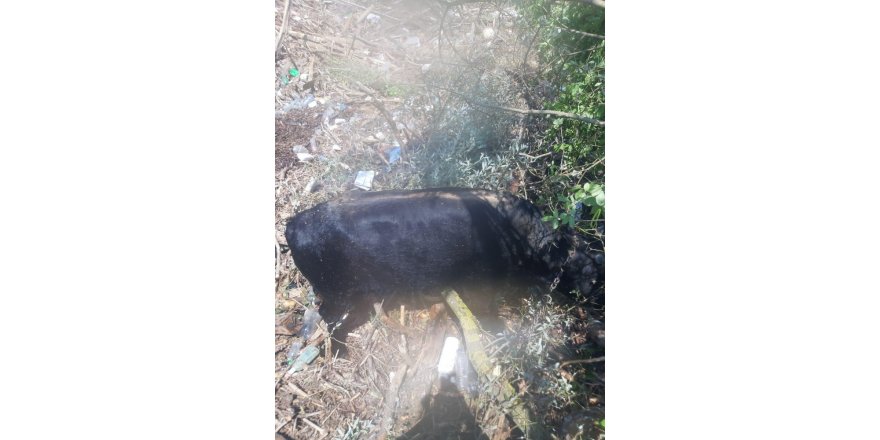 UMKE ekipleri Düzce’de çalışmalarına devam ediyor