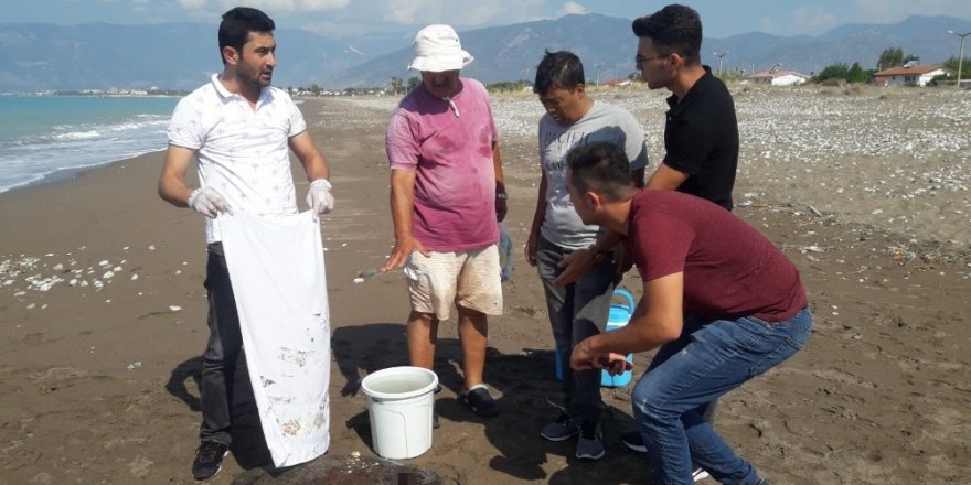 Kumluca sahilinde yaralı caretta caretta bulundu