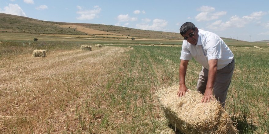 Yem bitkisinde rekolte düşüşü