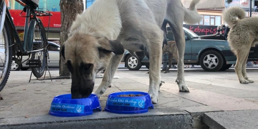 Erzincan Ülkü Ocakları sokak hayvanlarını unutmadı