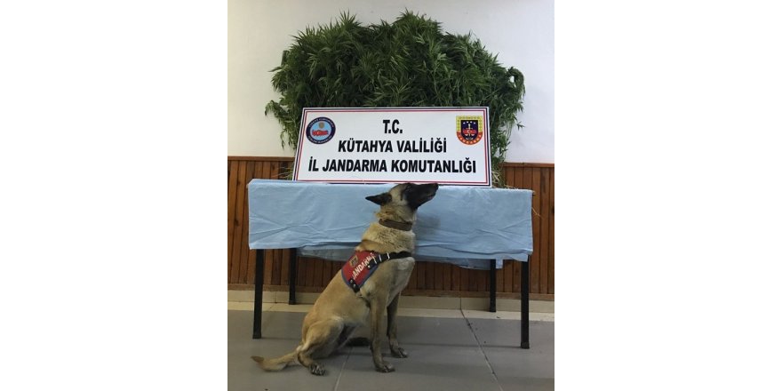 Jandarma’dan uyuşturucu operasyonu