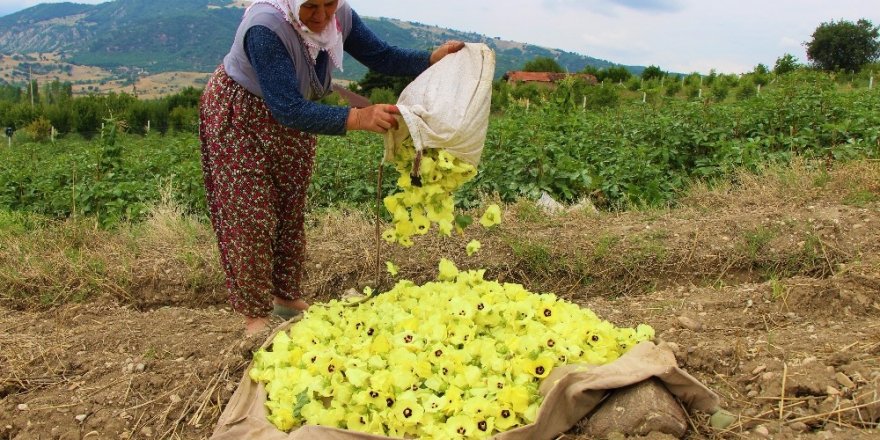 Amasya’nın tescilli ’çeyrek altın’ı: Çiçek Bamyası