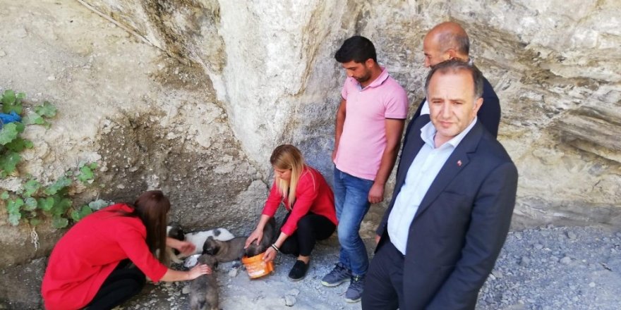 Hayvanlara kötü muamelede bulunan belediye personeline adli işlem