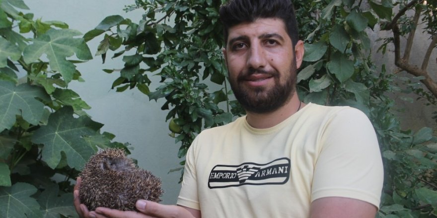 Köylüler kirpiyi kaçak avcıların elinden kurtardı