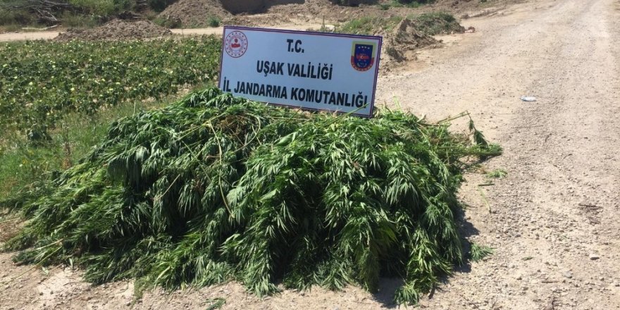 Özel gübreleme ve sulama sistemiyle yetiştirilen kenevirler ele geçirildi