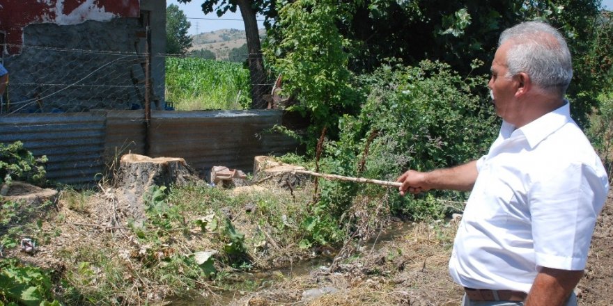 Gurbetçi ile yeğeni arasında "kavak" anlaşmazlığı