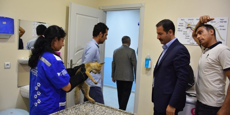 Yaralı tilki tedavi altına alındı