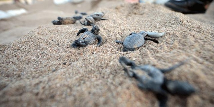 Caretta caretta yavrularını vatandaşlar denize ulaştırdı