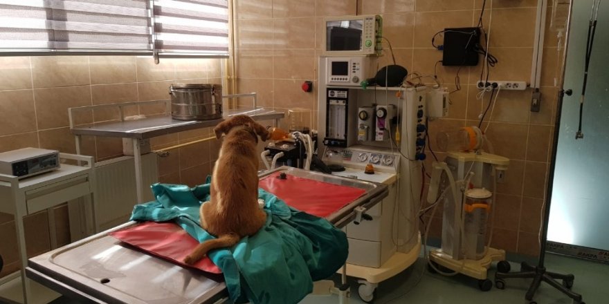 Yaralı yavru köpeğe belediye sahip çıktı
