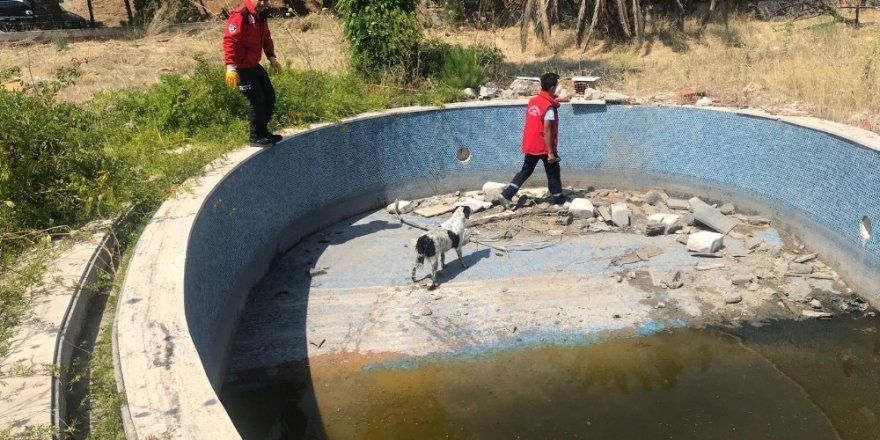 Balıkesir’de havuza düşen köpeği itfaiye kurtardı