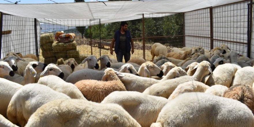Kurbanlık satışları başladı