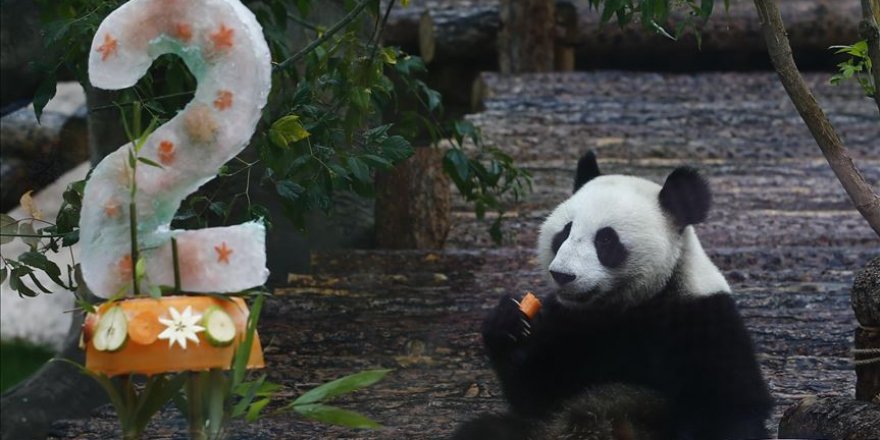 Moscow Zoo celebrates birthday of 2 giant pandas