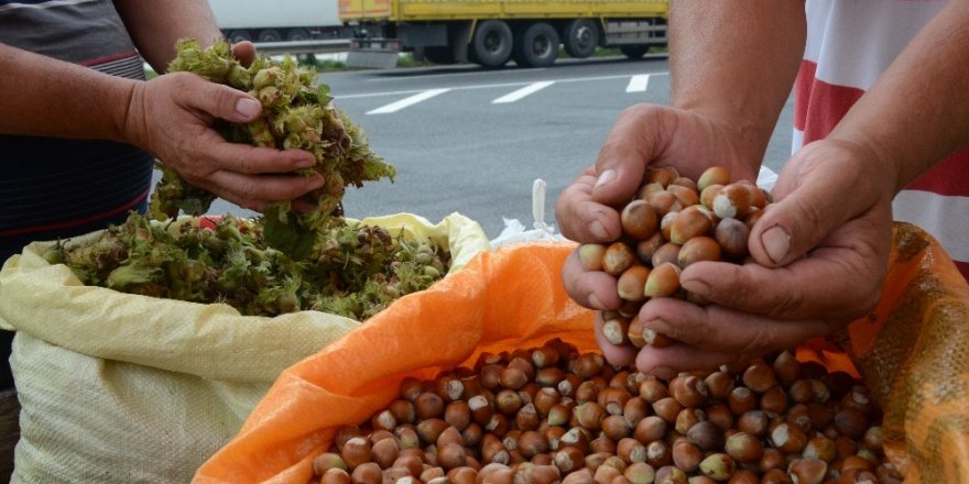 Yaş fındık 15 liradan tezgahlarda