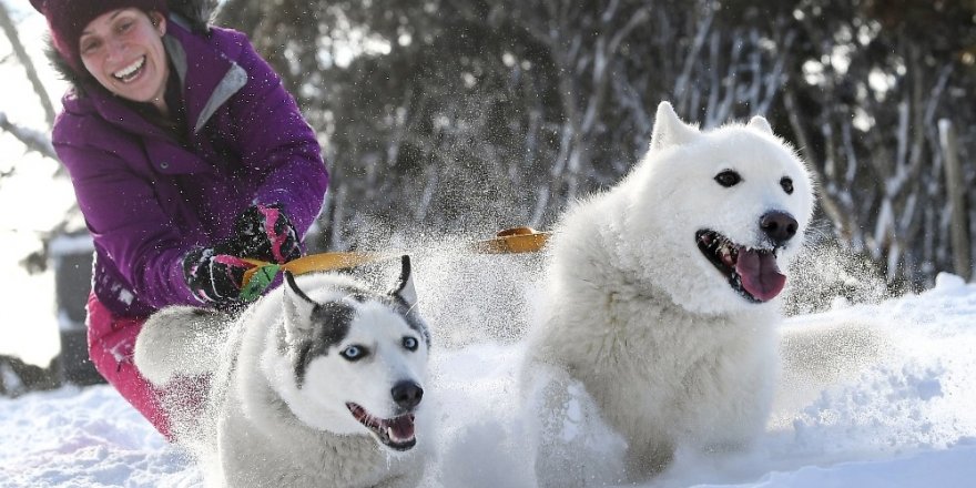 Avustralya’da 29. köpek kızak yarışları