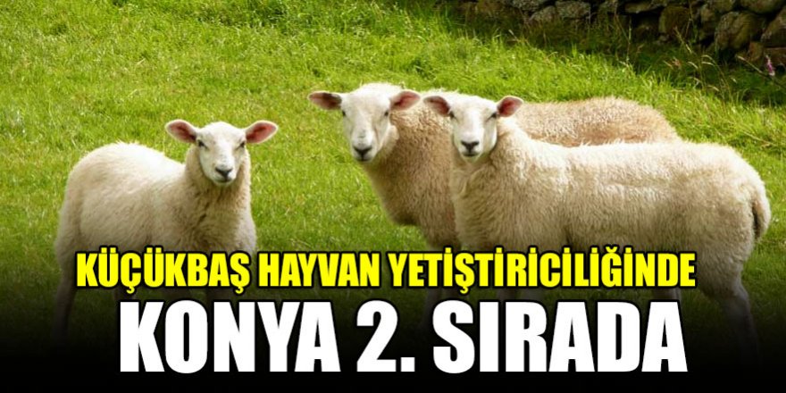 Küçükbaş hayvan yetiştiriciliğinde Konya 2. Sırada
