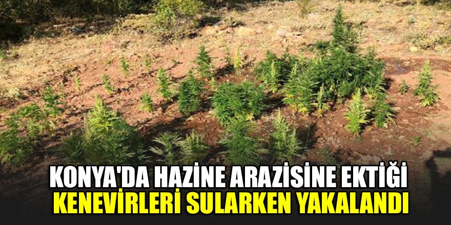 Konya'da hazine arazisine ektiği kenevirleri sularken yakalandı
