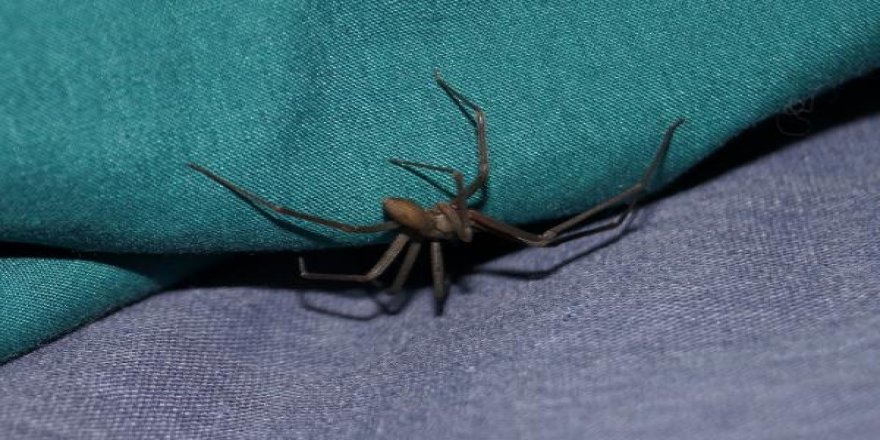 Doktora gidince şok oldu! Kulağında örümcek çıktı