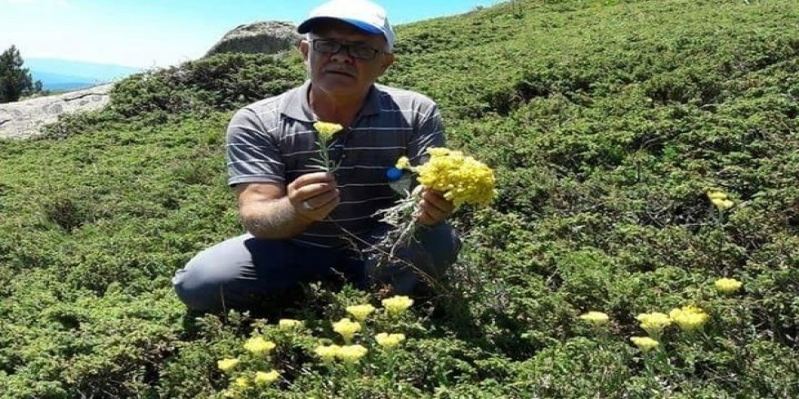 Bu ot yılda sadece bir ay yetişiyor