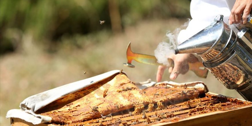 Arı zehri alternatif gelir kapısı olacak