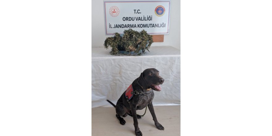 Ordu’da uyuşturucu operasyonu