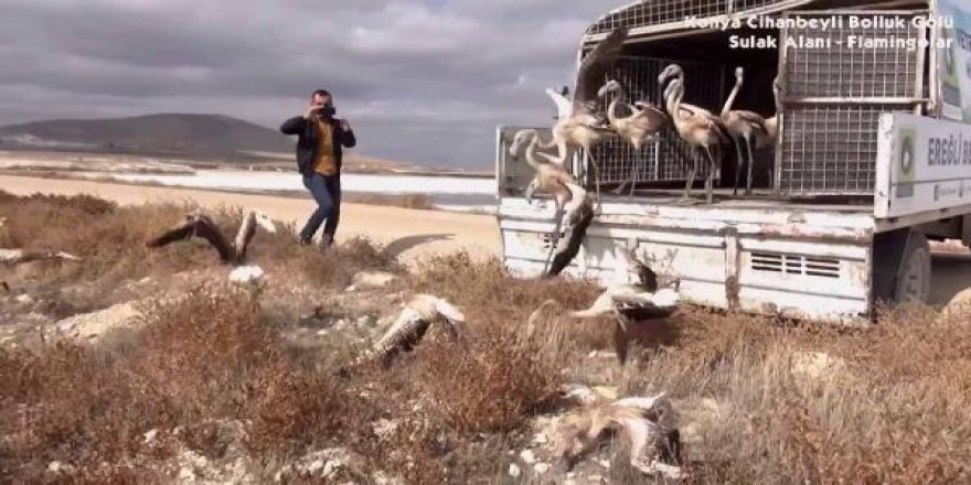 Konya'da 20 yavru flamingoyu satamadan yakalandı