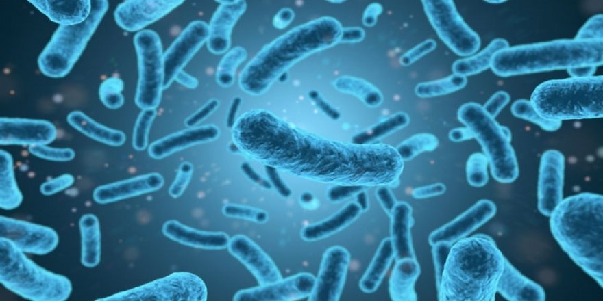 Türk bilim adamlarından önemli keşif! Pet ve naylonu parçalayabiliyor