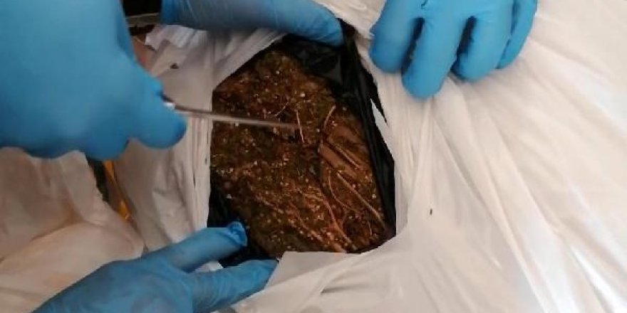 Evde 30 kilo esrar ele geçirildi