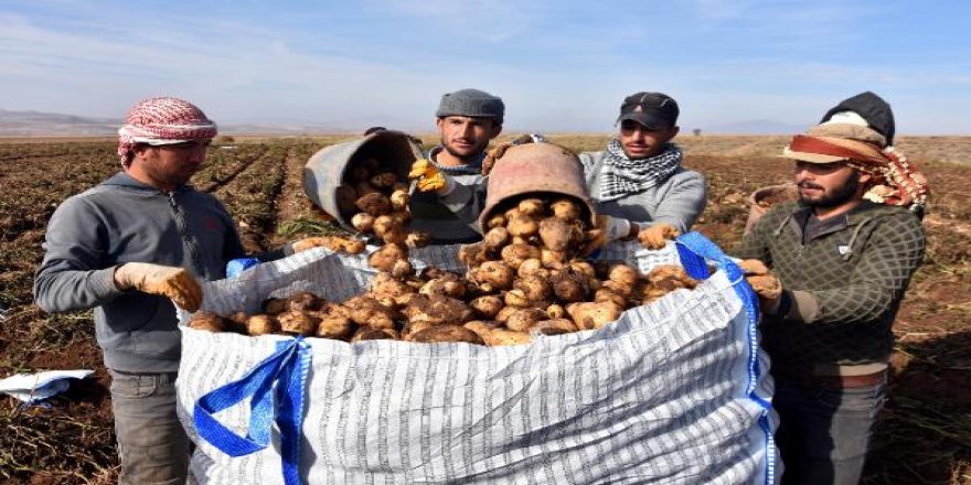 Patates üreticisi, hasattan memnun