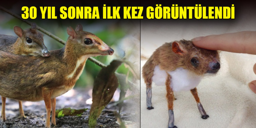 30 yıl sonra ilk kez görüntülendi