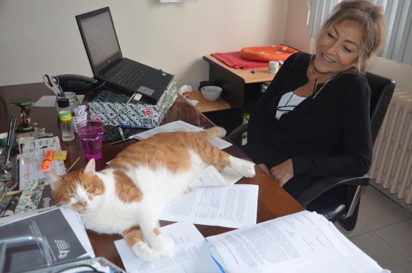 Kedi tırmığı hastalığına dikkat! İyice yıkayın