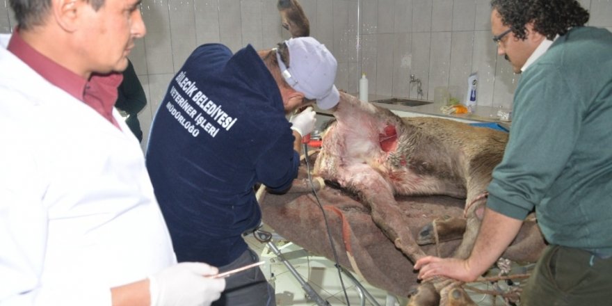 Vücudundan 60’a yakın saçma çıkartıldı